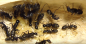 Preview: Camponotus japonicus